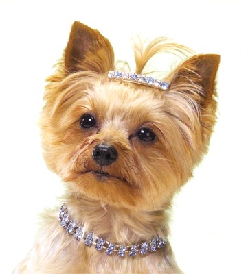 Dog-Necklaces.jpg